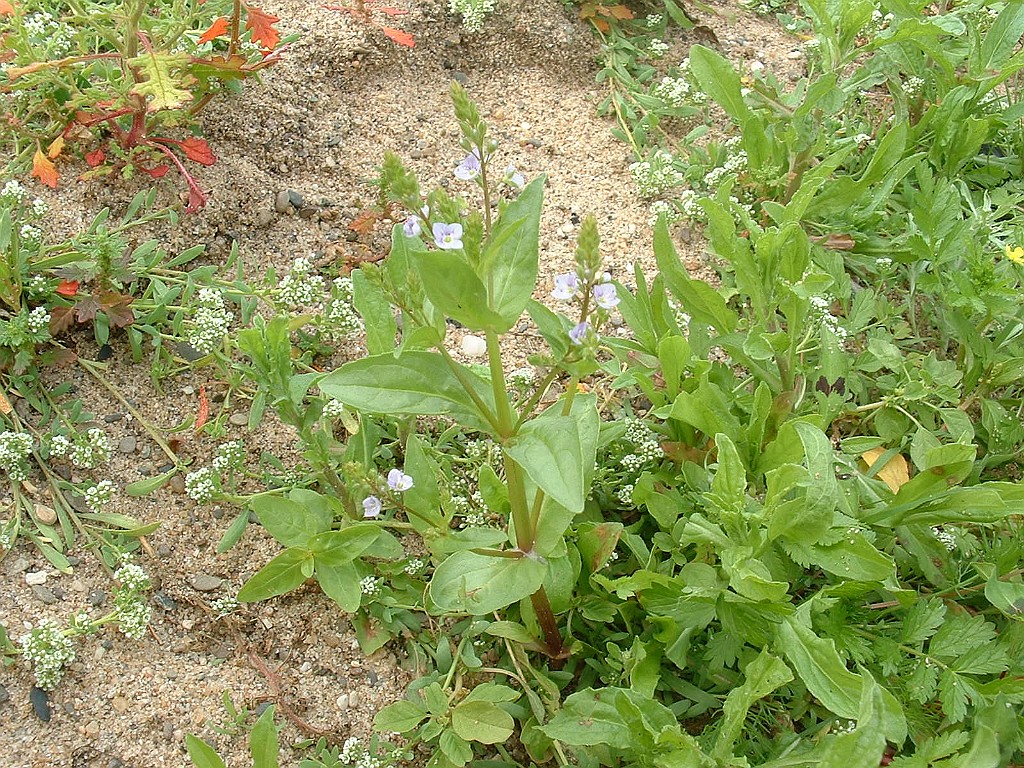 Blauwe waterereprijs [047].jpg - Blauwe waterereprijs  [Veronica anagallis-aquatica]